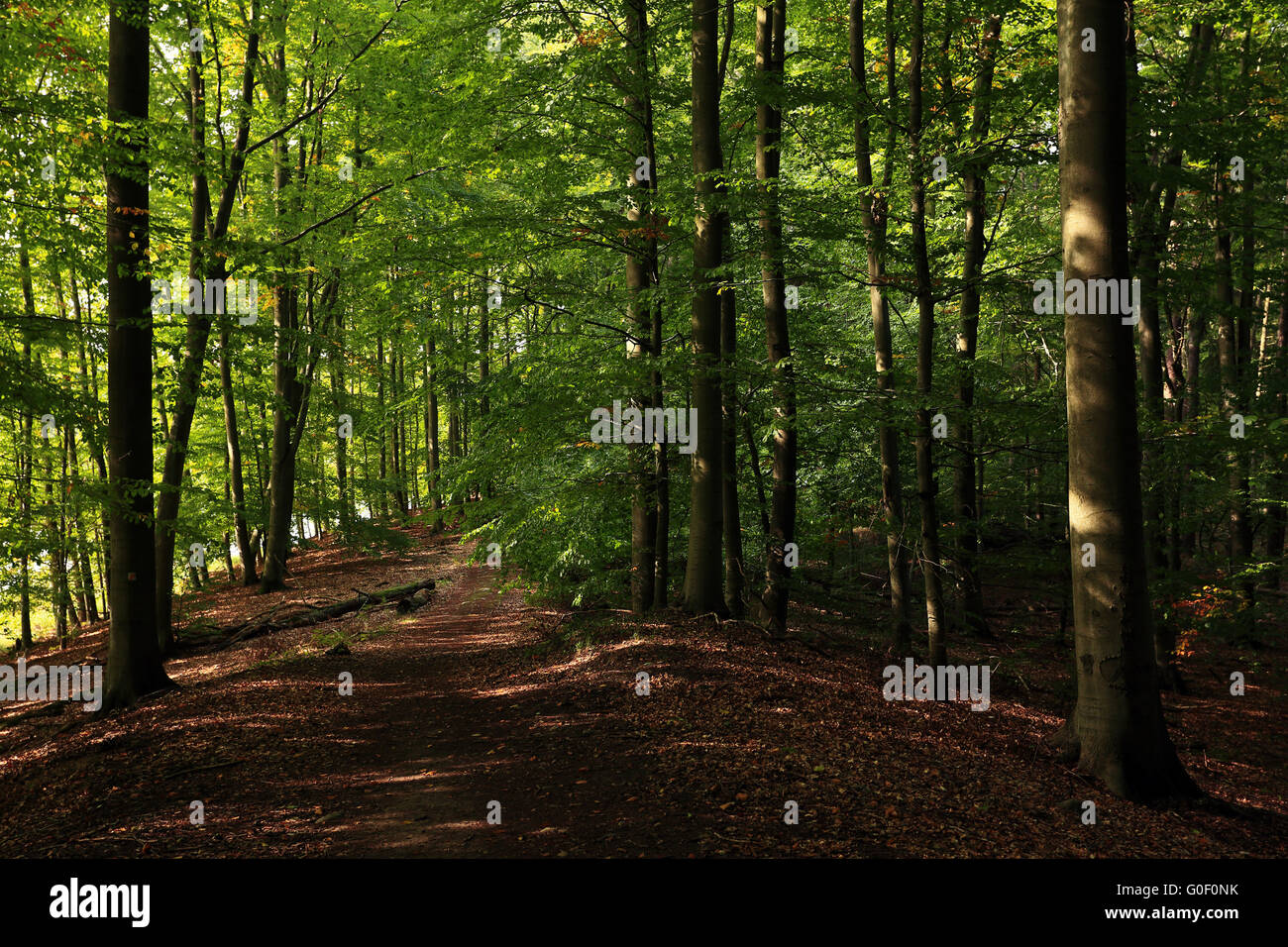 World Heritage Site Grumsiner Wald, DE Stockfoto