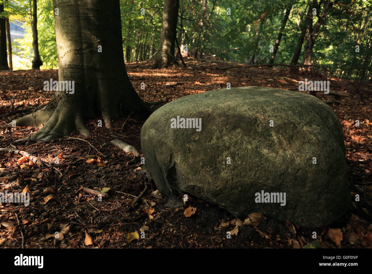 World Heritage Site Grumsiner Wald, DE Stockfoto