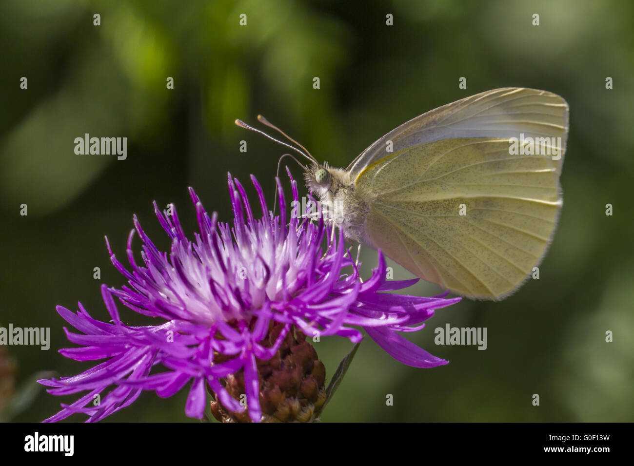 Kohl-Schmetterling (Pieris Rapae) Stockfoto