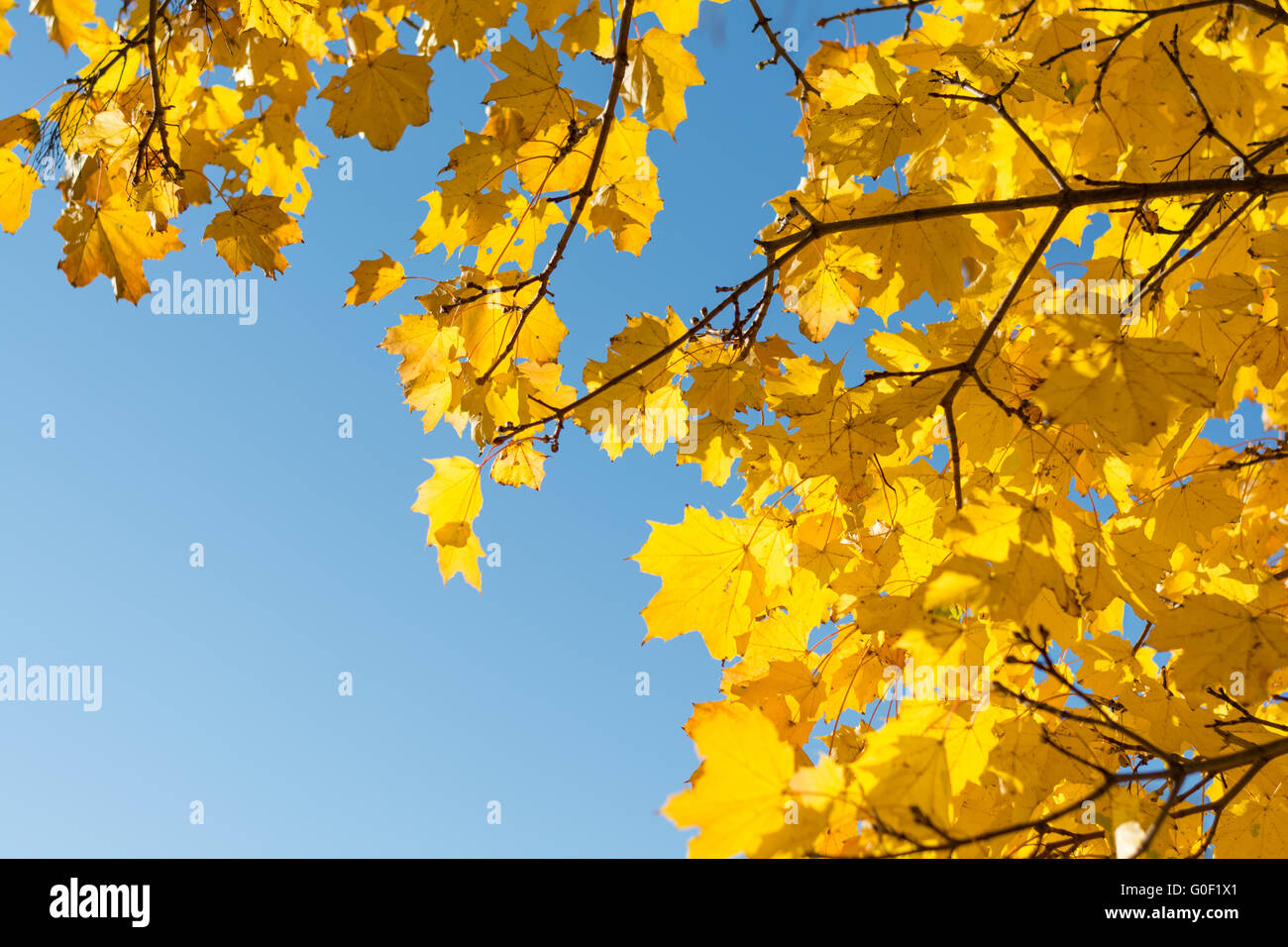 Sonne scheint durch Herbst Blätter verfärbt Stockfoto