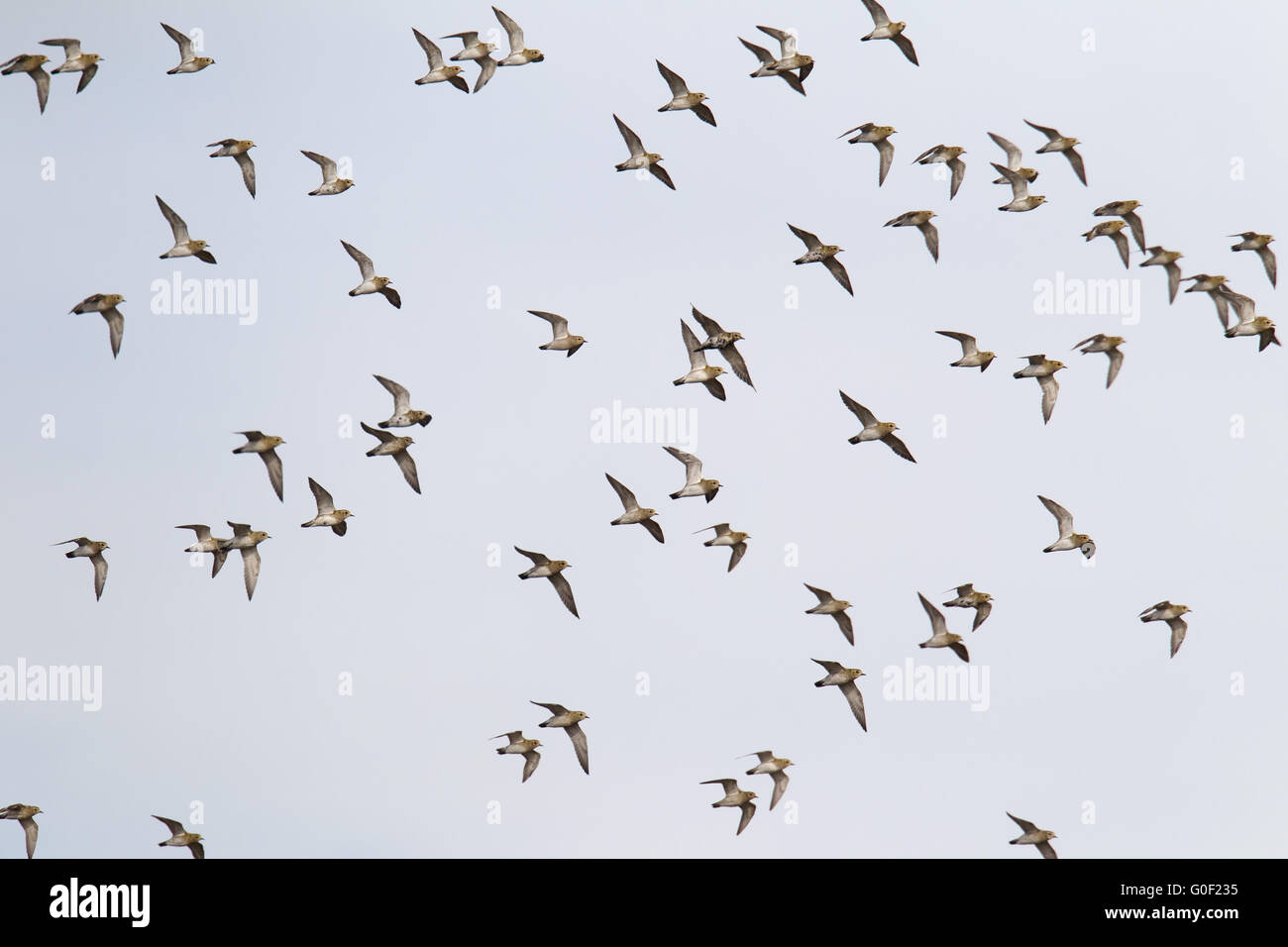 Europäische Goldregenpfeifer ist ein vollständig Zugvogel Stockfoto
