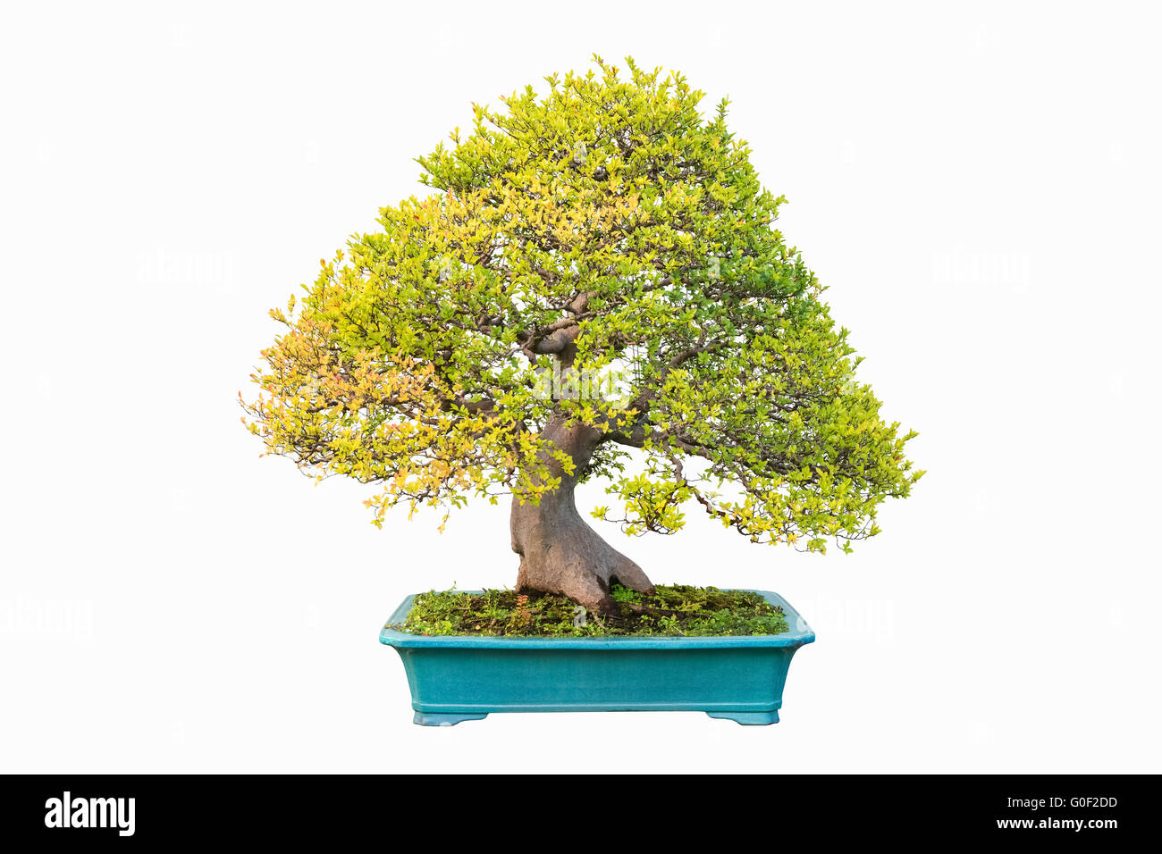 Ulme Bonsai im Herbst Stockfoto