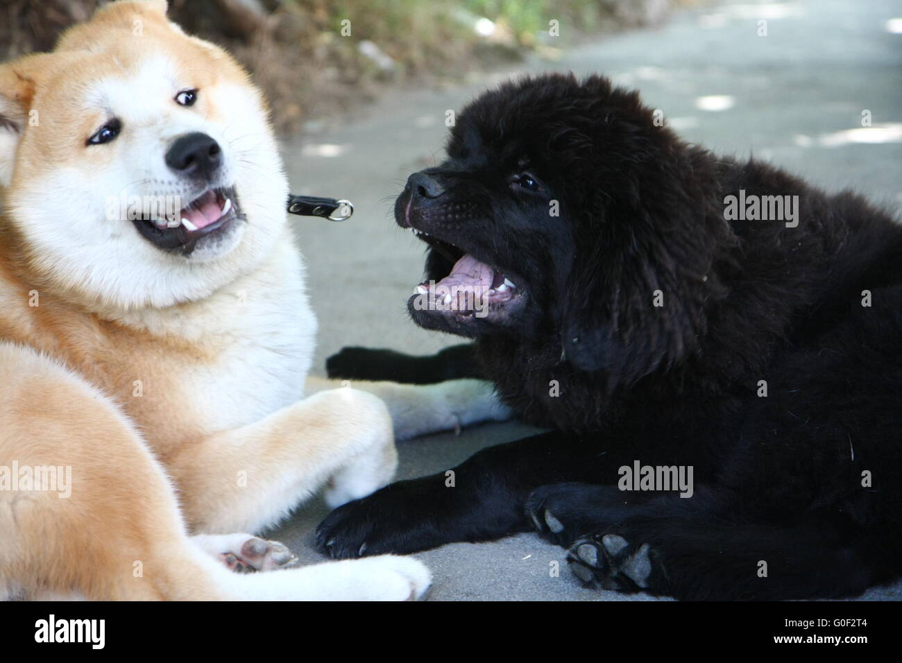 Hunde spielen Stockfoto