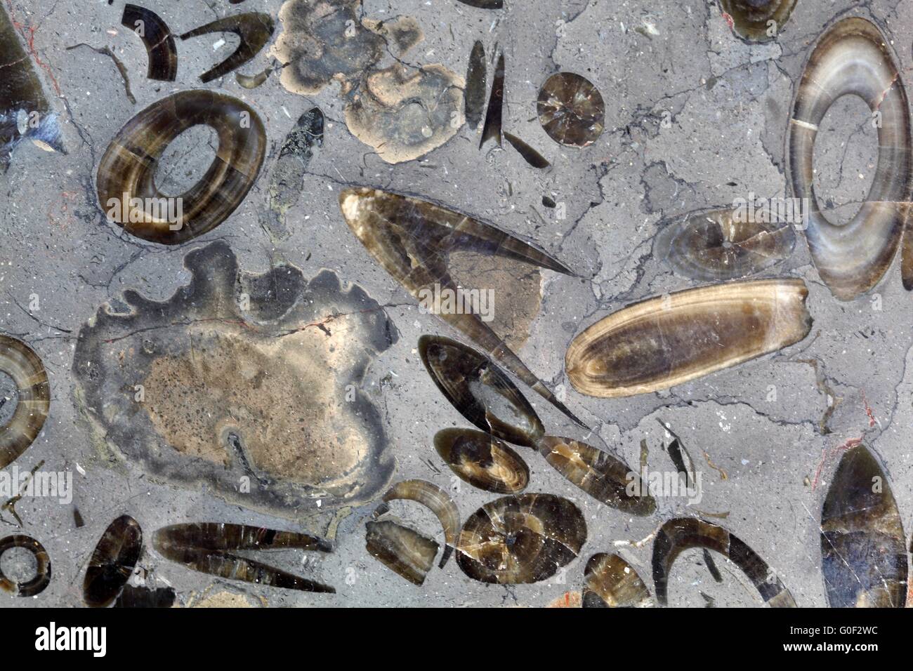 Eine polierte Oberfläche der Belemnit Fossilien aus der unteren Jura von Süddeutschland. Stockfoto