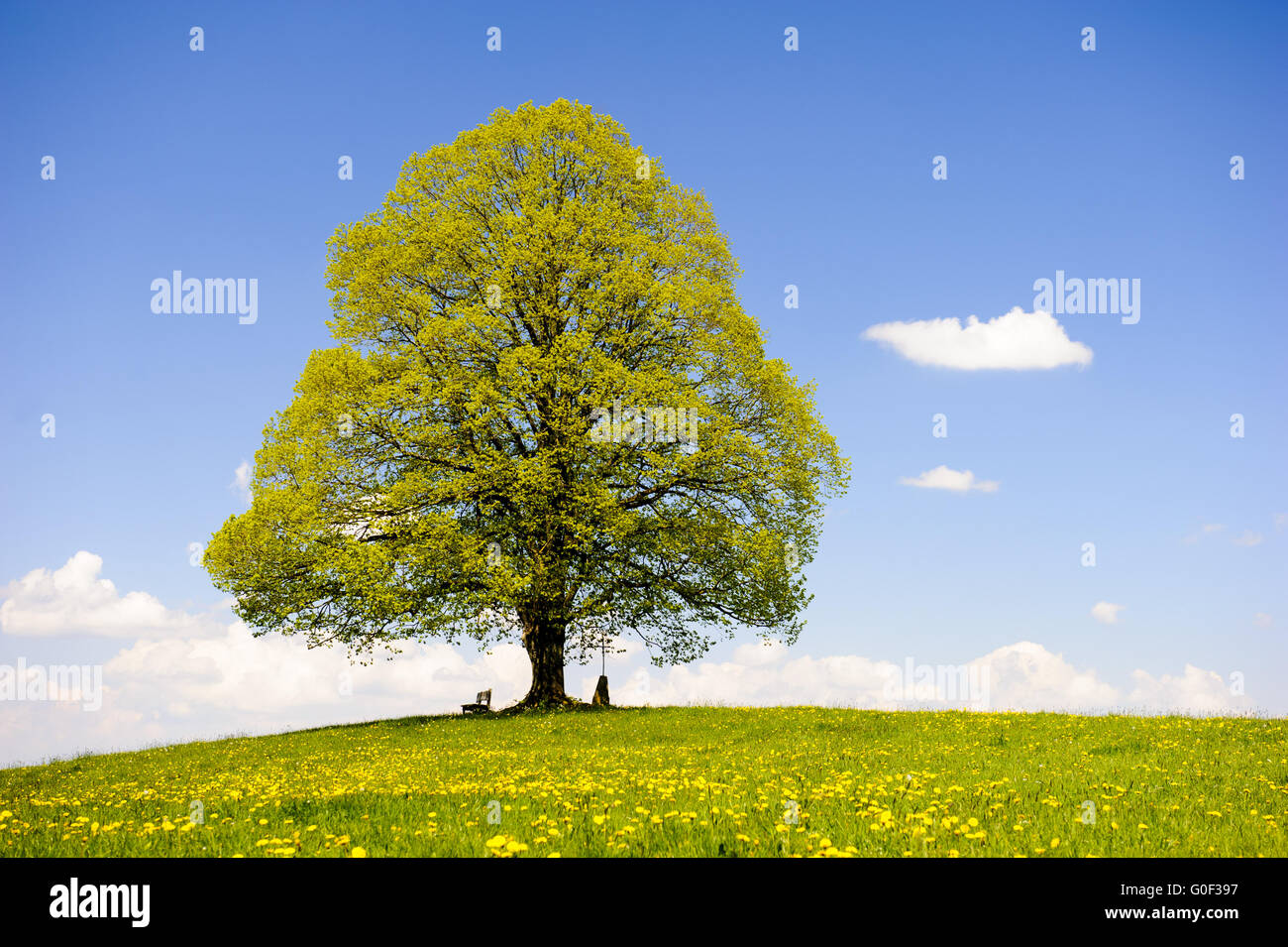 einzigen großen Lindenbaum im Frühjahr auf Wiese Stockfoto