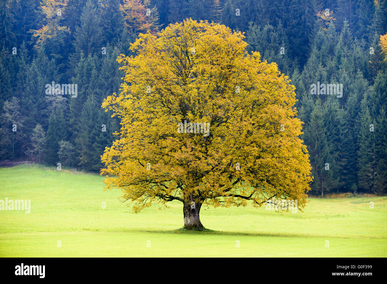 einzigen großen Ahornbaum am Rückgang der Wiese Stockfoto