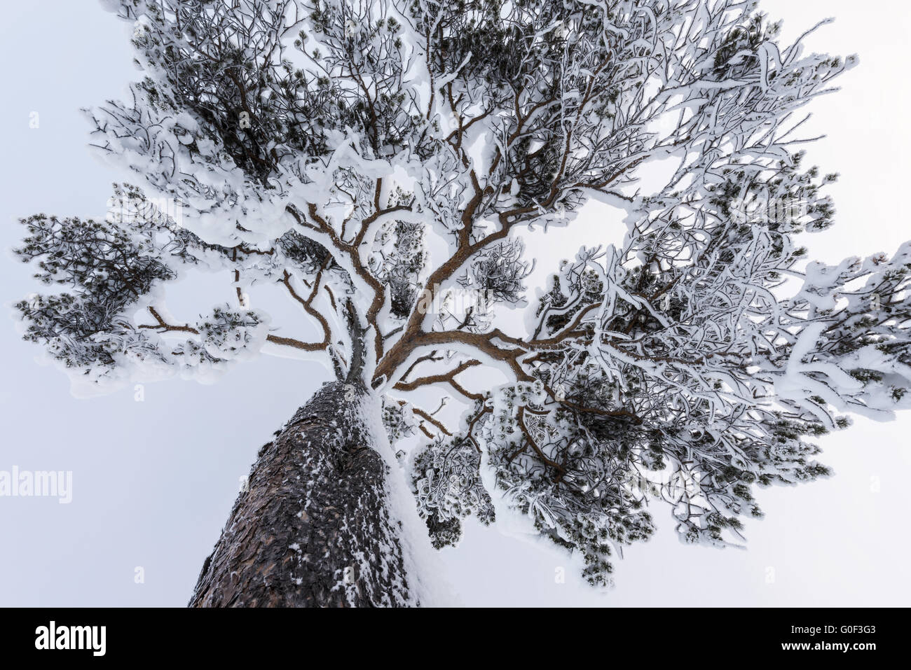 Schnee bedeckt Kiefer, Lappland, Schweden Stockfoto