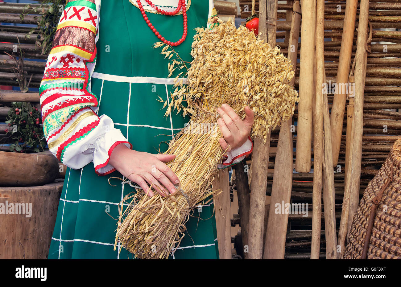 Eine Garbe Ohren in den Händen der Frauen. Stockfoto