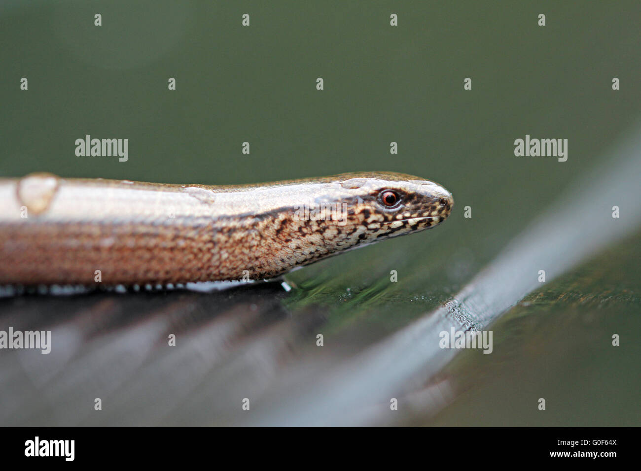 Blindworm Portrait Stockfoto