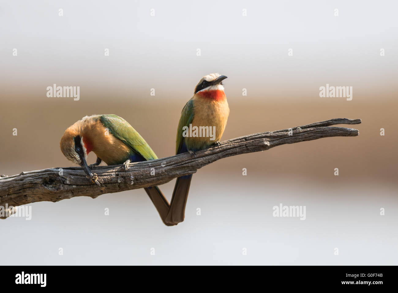 Zwei Bienenfresser Stockfoto