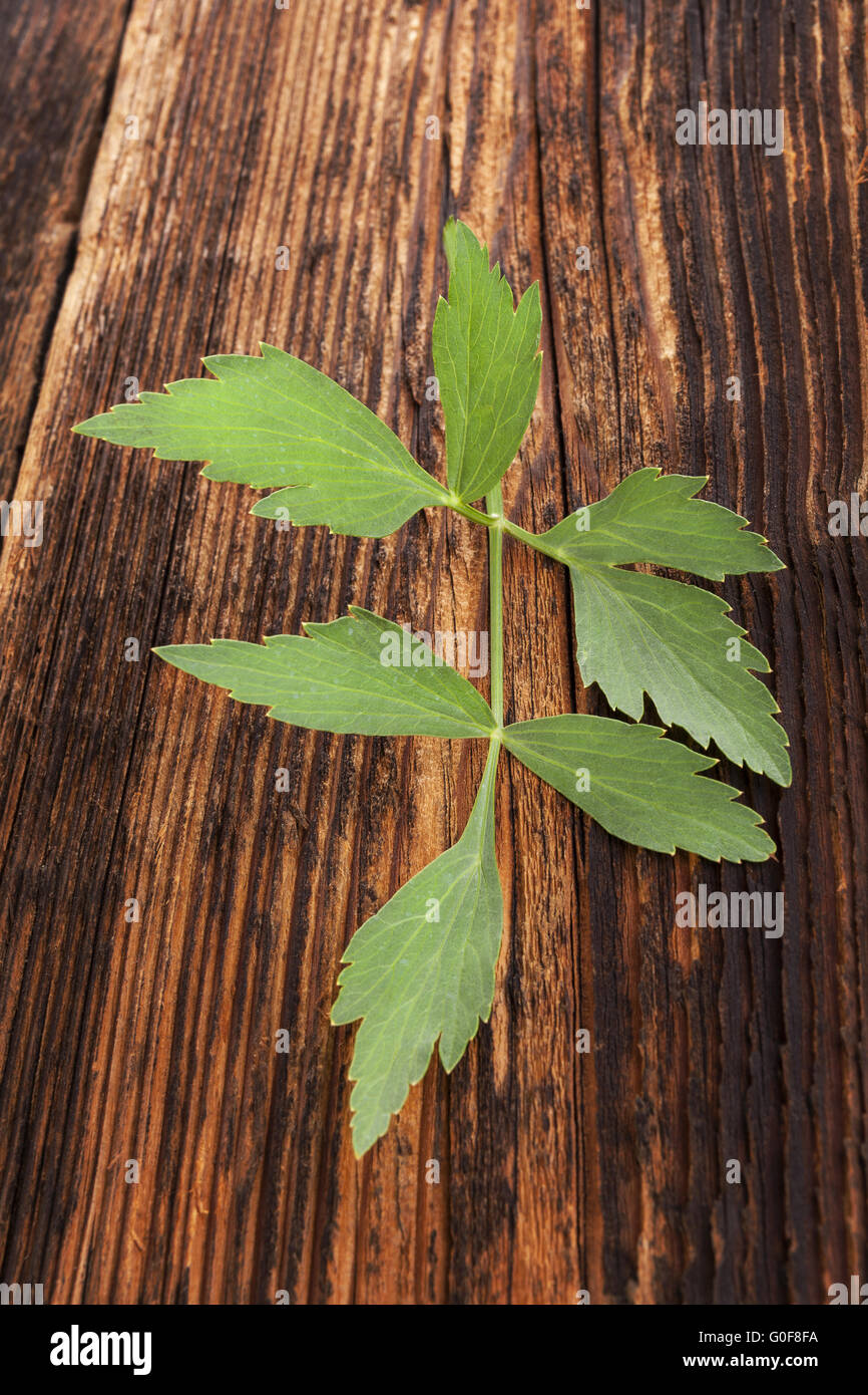 Aromatische Küchenkräuter. Frischen Liebstöckel Zweig auf alte braune hölzerne strukturierten Hintergrund. Stockfoto