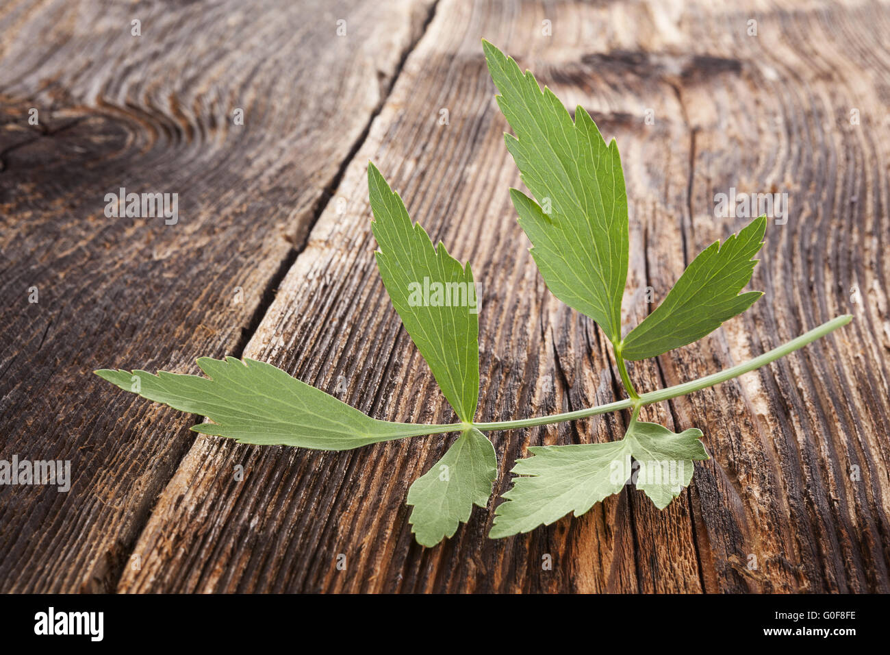 Aromatische Küchenkräuter. Frischen Liebstöckel Zweig auf alte braune hölzerne strukturierten Hintergrund. Stockfoto