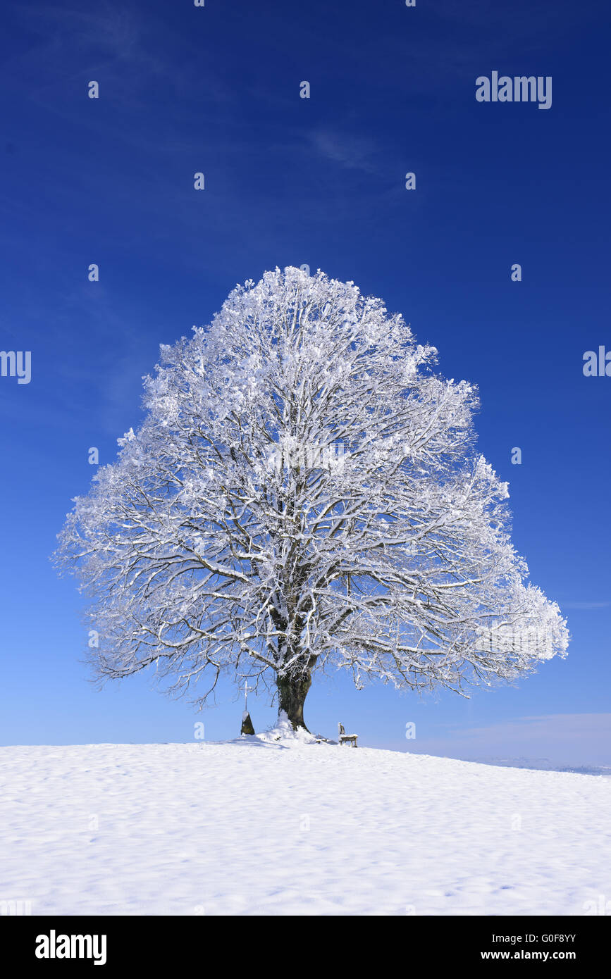 einzelne große Linde im Winter im Schnee Stockfoto