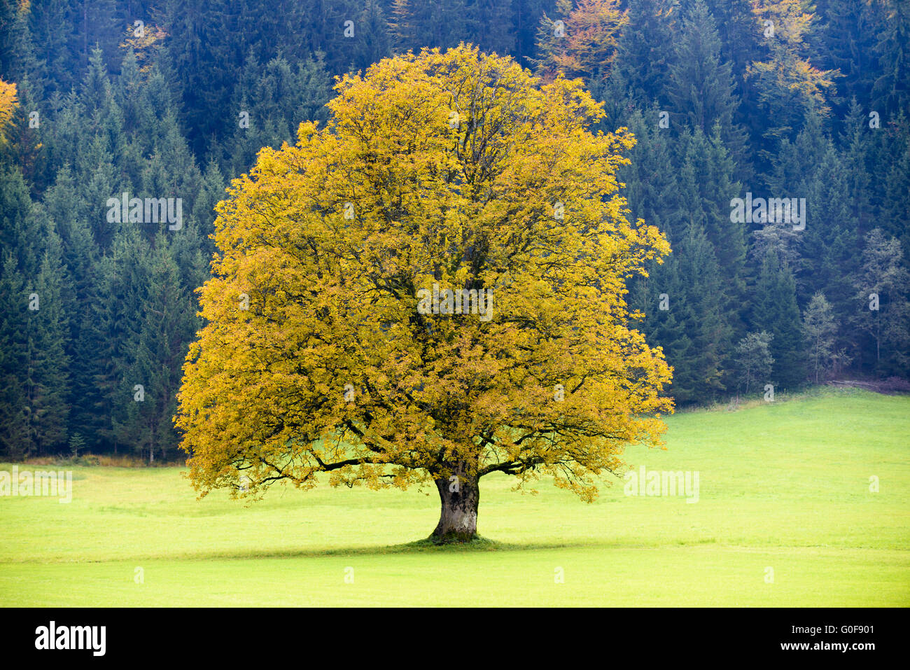 große alte Ahornbaum im Herbst Stockfoto