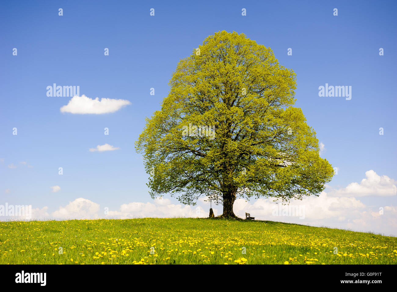 einzigen großen Lindenbaum im Frühling Stockfoto