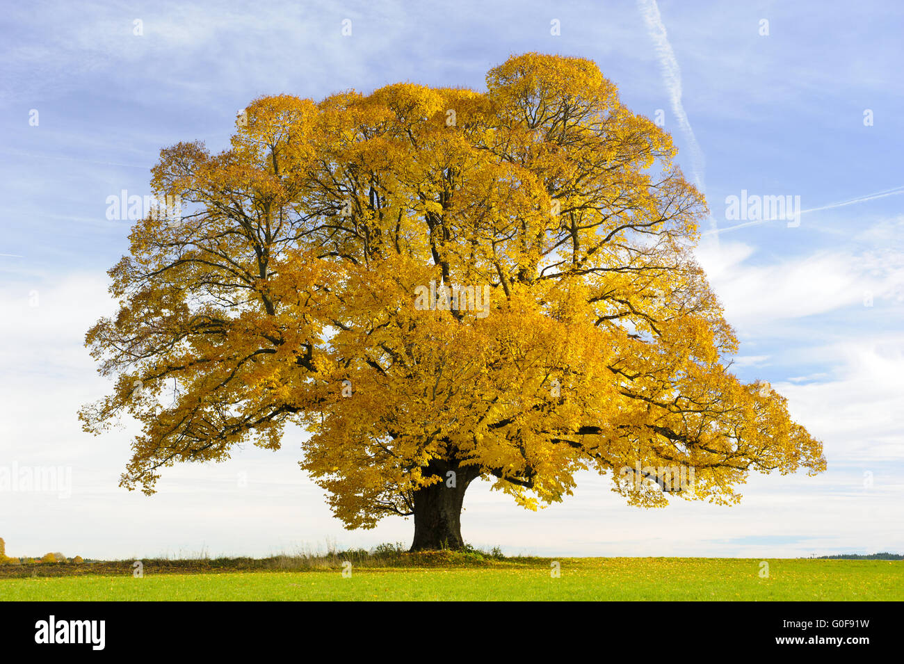 Großer alter Lindenbaum im Herbst Stockfoto