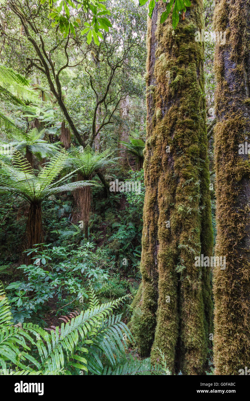 Whirinaki Forest Park, Neuseeland Stockfoto