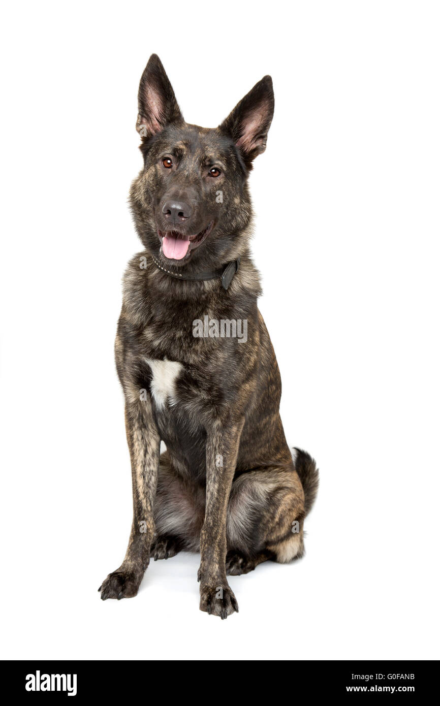 Belgische Malinois Hund Stockfoto