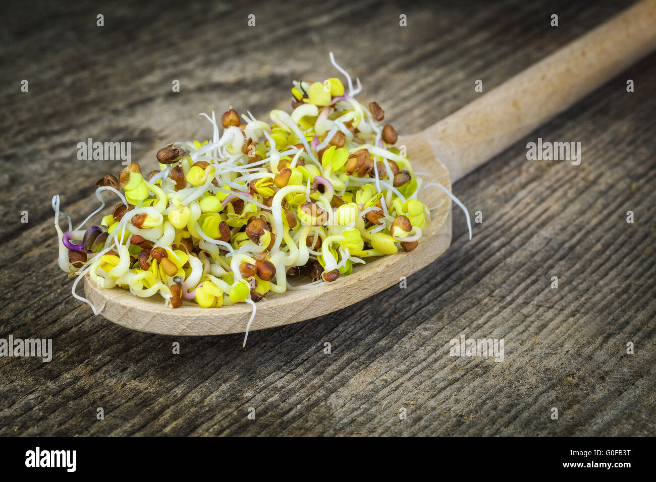 Leckere Radieschen Sprossen in Holzlöffel auf einem alten tabl Stockfoto