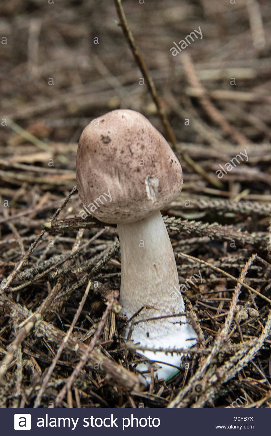 Wald Champignon Stockfotos und bilder Kaufen Alamy