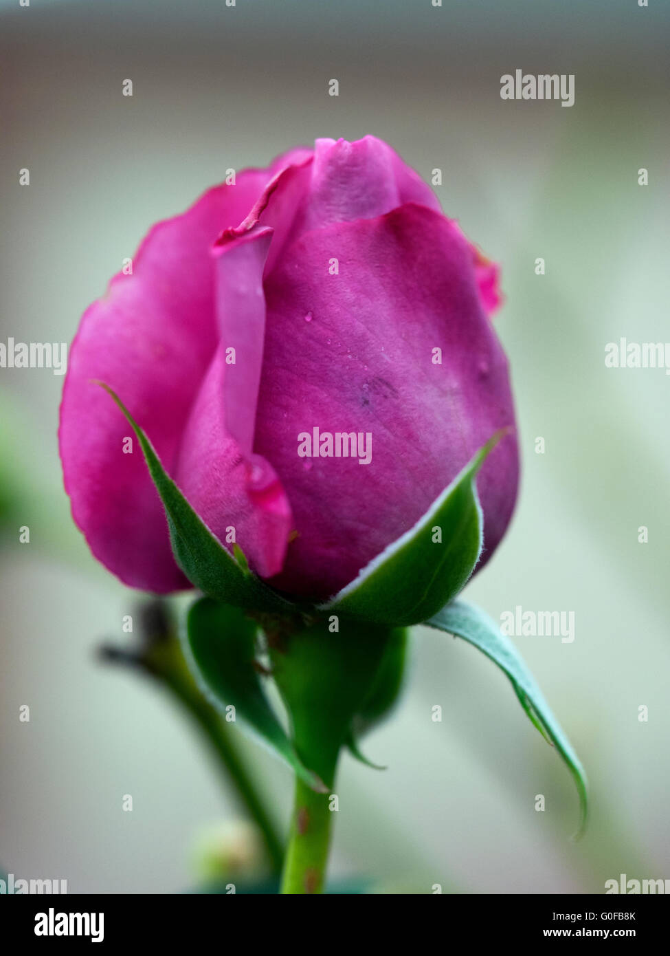 Rose Charles de Gaulle lila Farbe Bud Rose Makro Bokeh Rosen Stockfoto