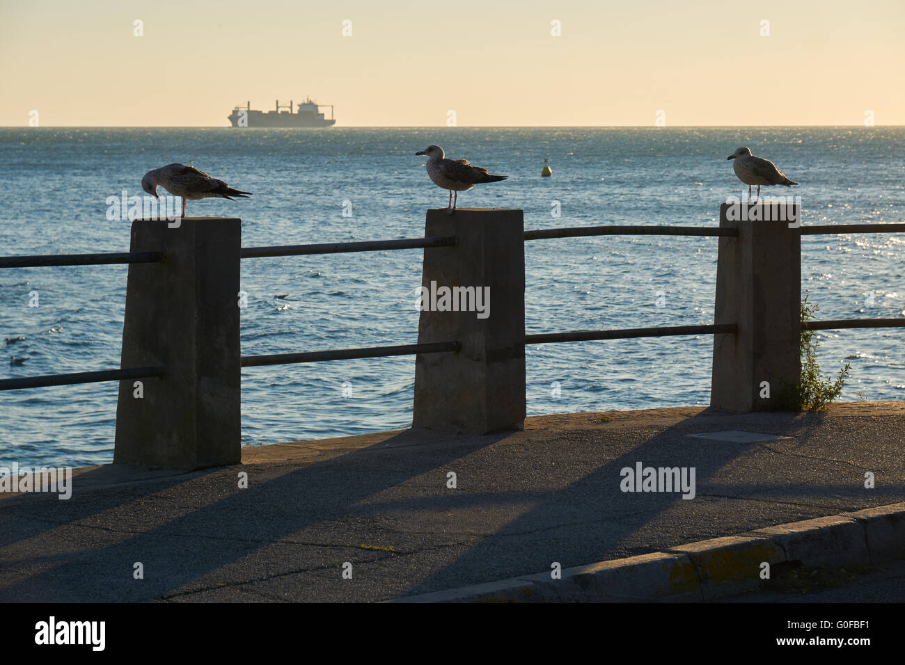 3 Möwen Stockfoto