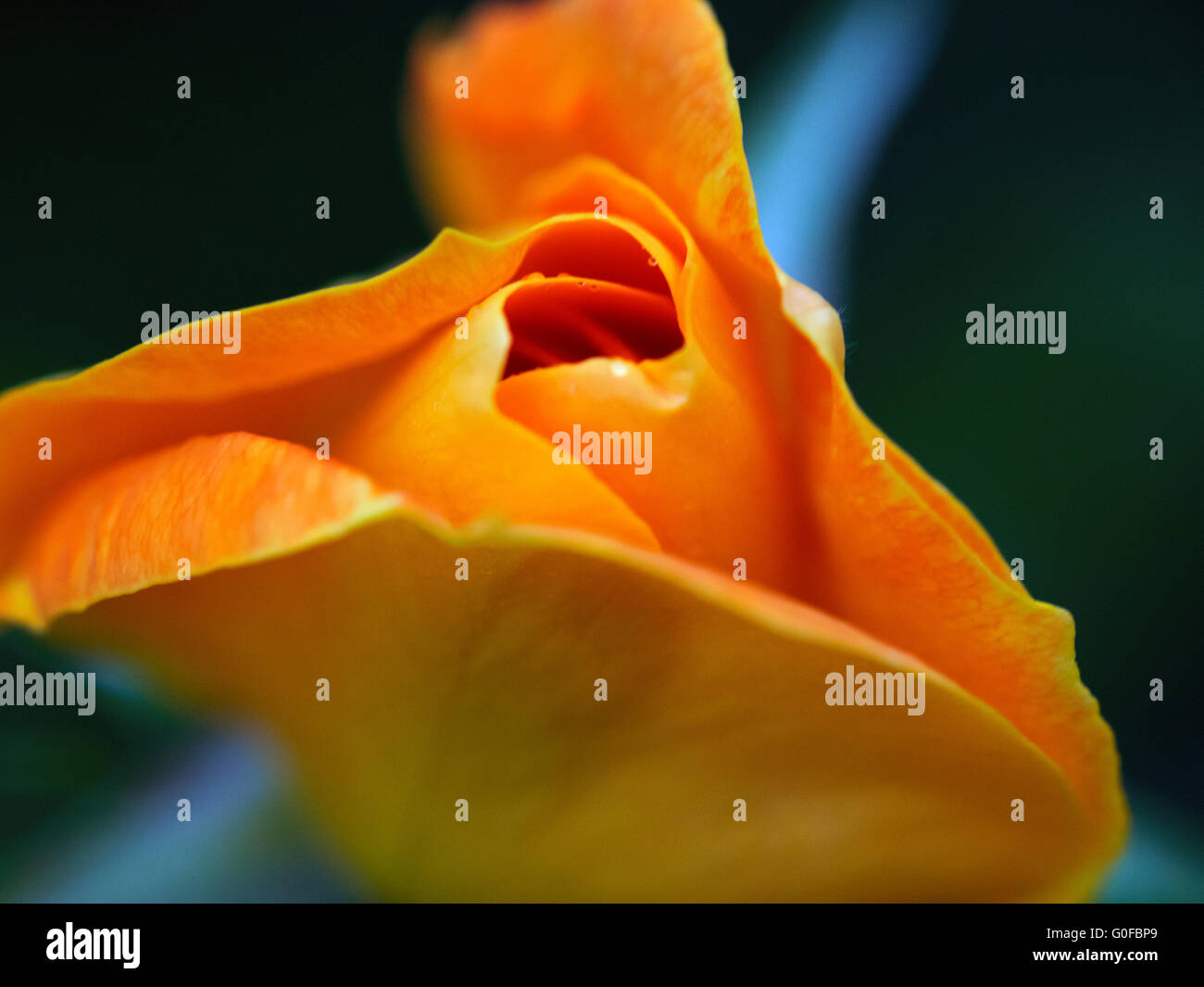 Rose Julia gelb Orange Farbe Rose Makro Bokeh Rosen Stockfoto