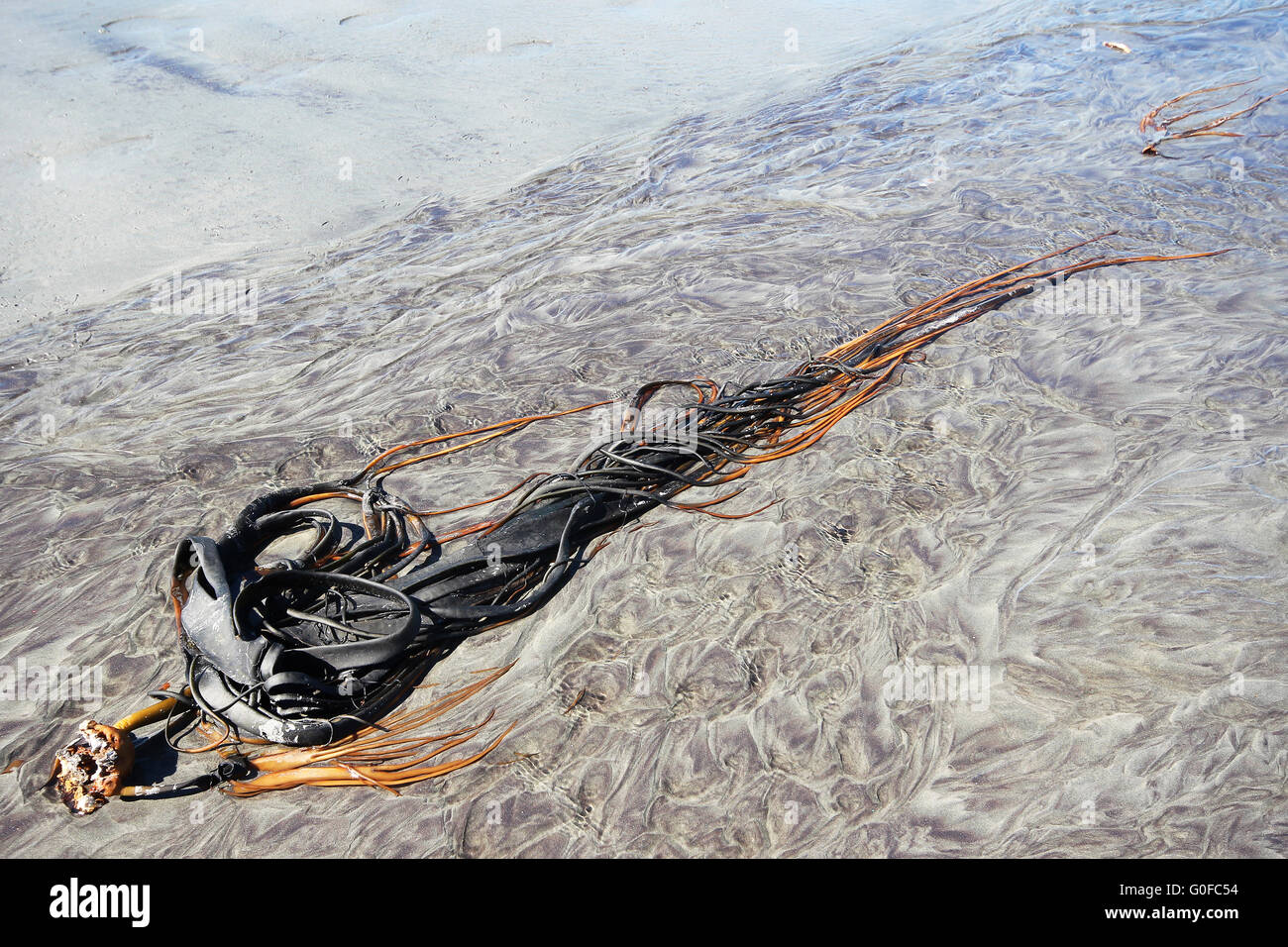 Durvillaea Antarctica (Bull Seetang) an einem Strand in Neuseeland Stockfoto