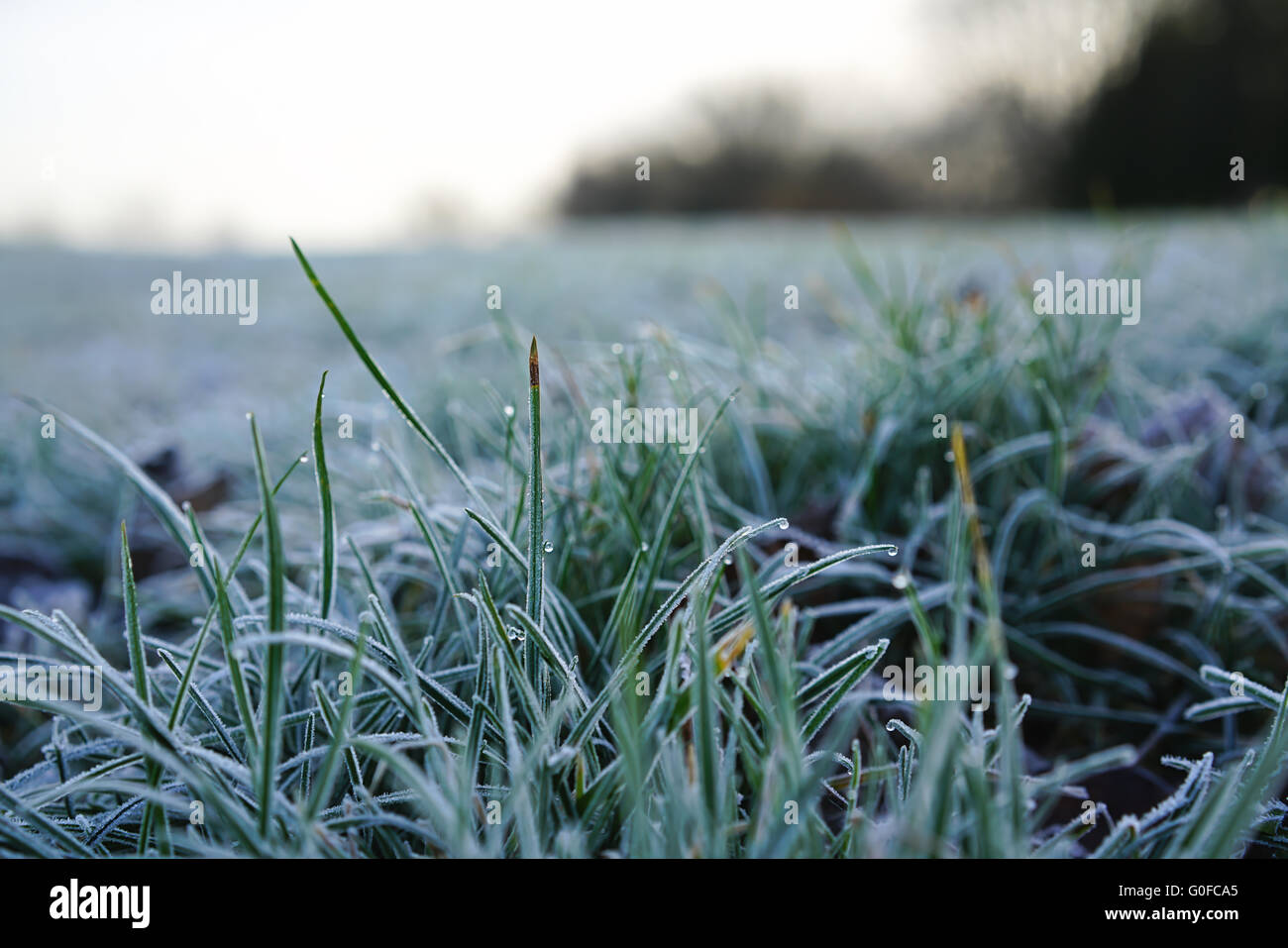 gefrorenen Rasen auf einer Wiese im winter Stockfoto