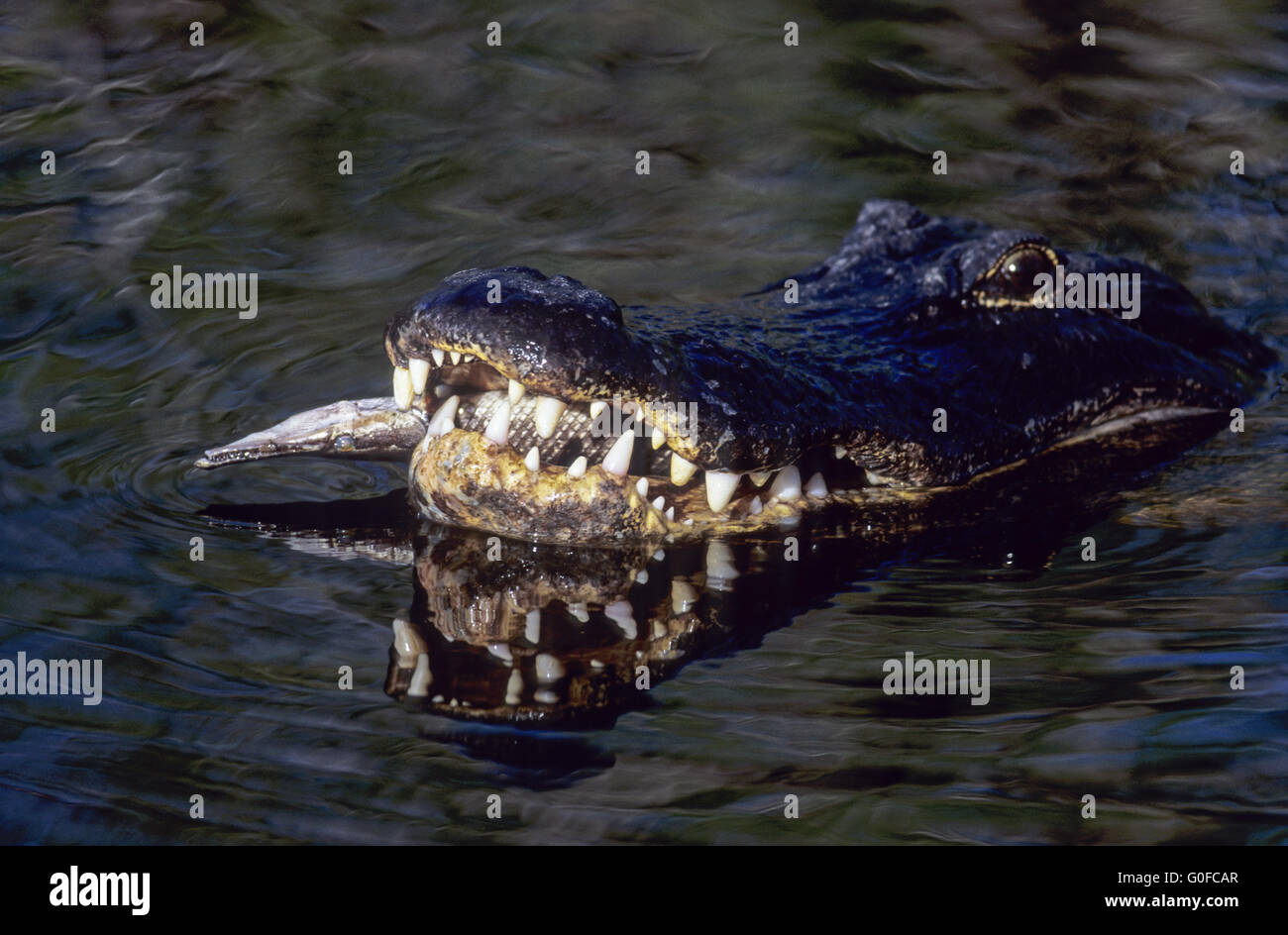 Amerikanischer Alligator beginnt die Brutzeit im Frühjahr Stockfoto