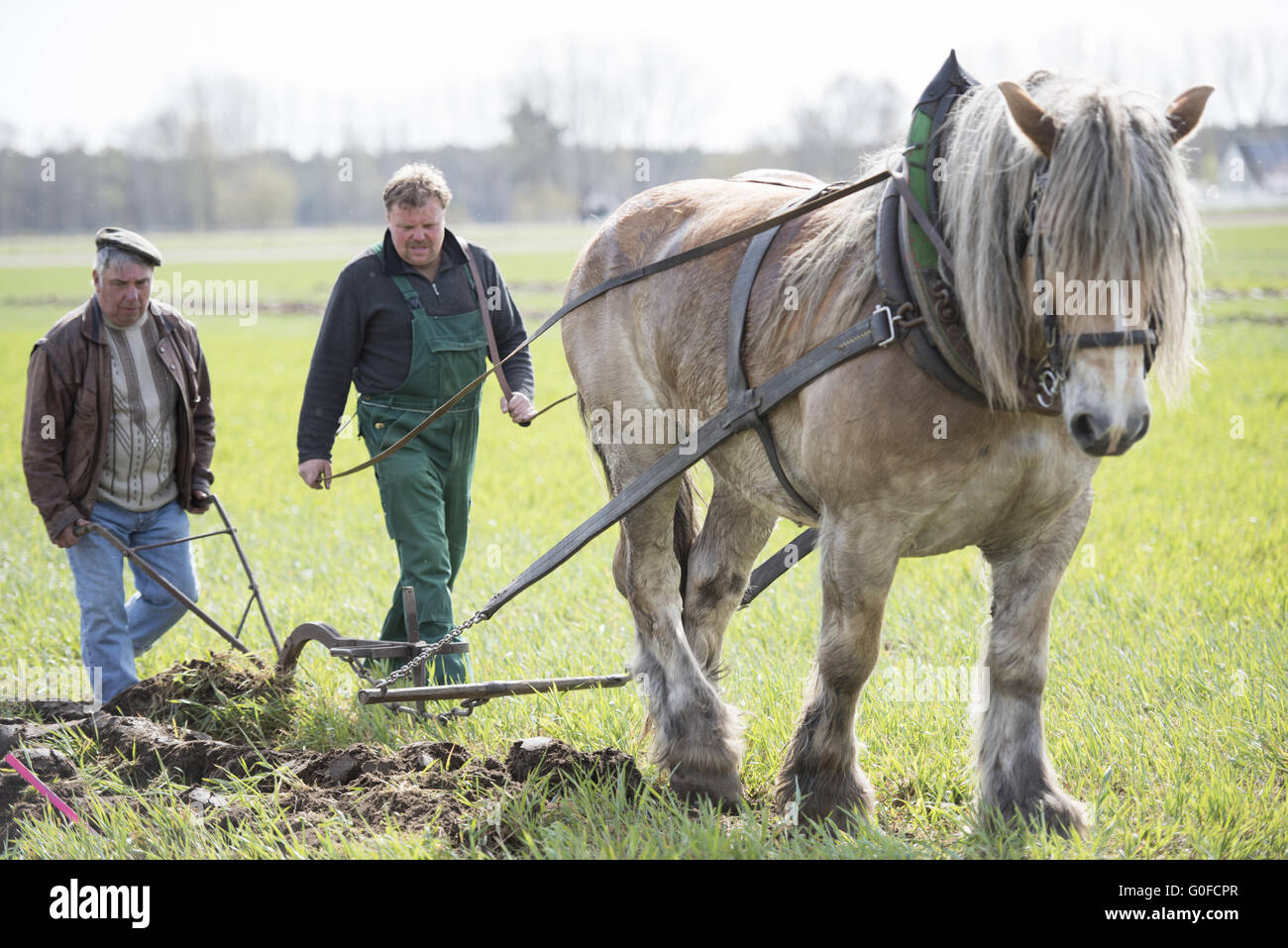 Pflügen mit schweren Pferden Stockfoto