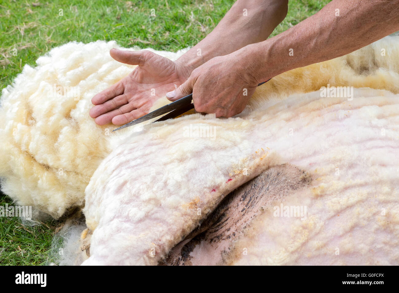 Männlichen Arme rasieren Wolle von Schafen mit einer Schere Stockfoto