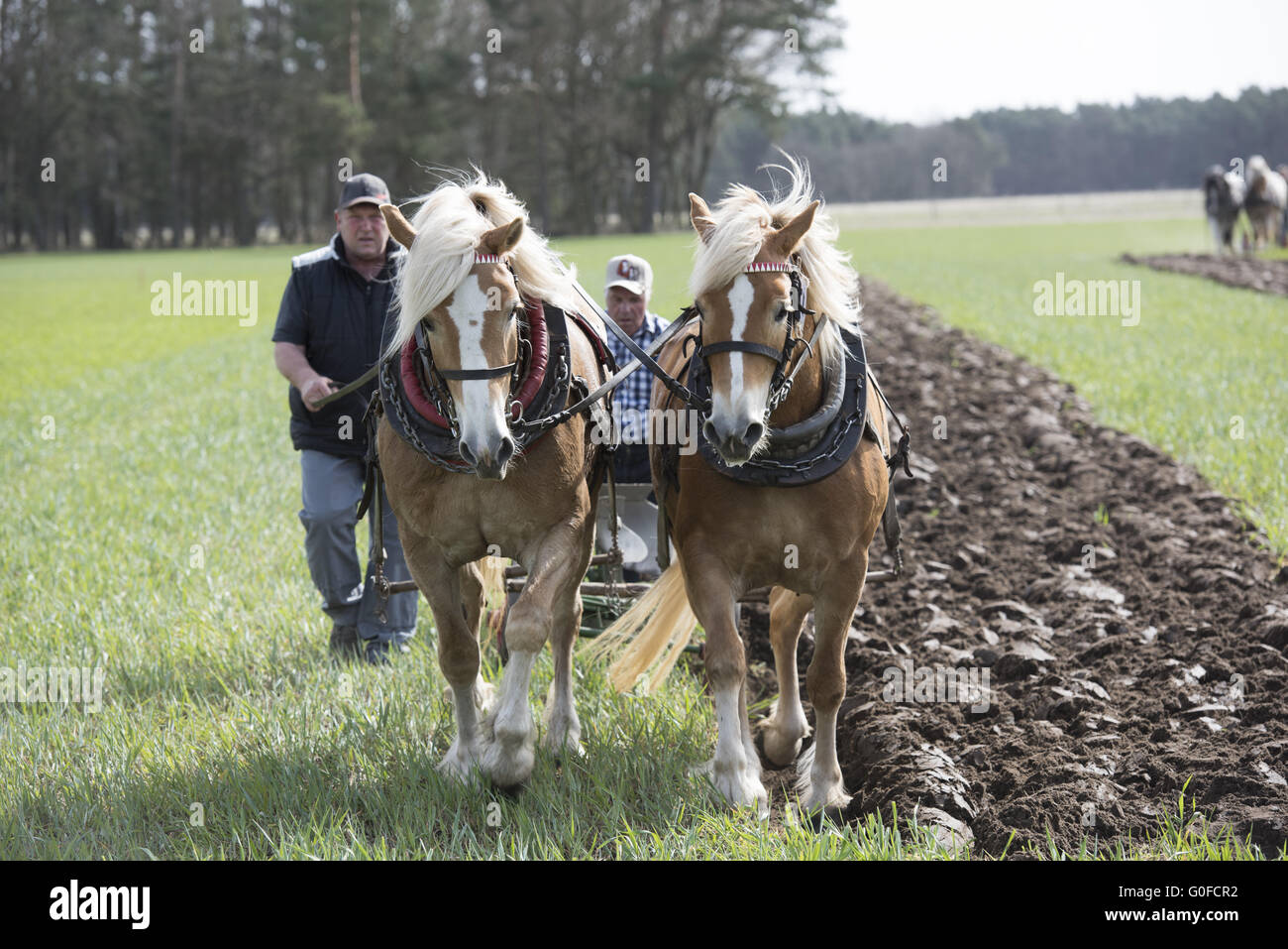 Pflügen mit schweren Pferden Stockfoto