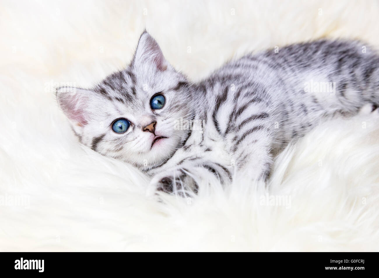 Junge Silber Tabby spotted Cat auf Schafe Haut liegend Stockfoto