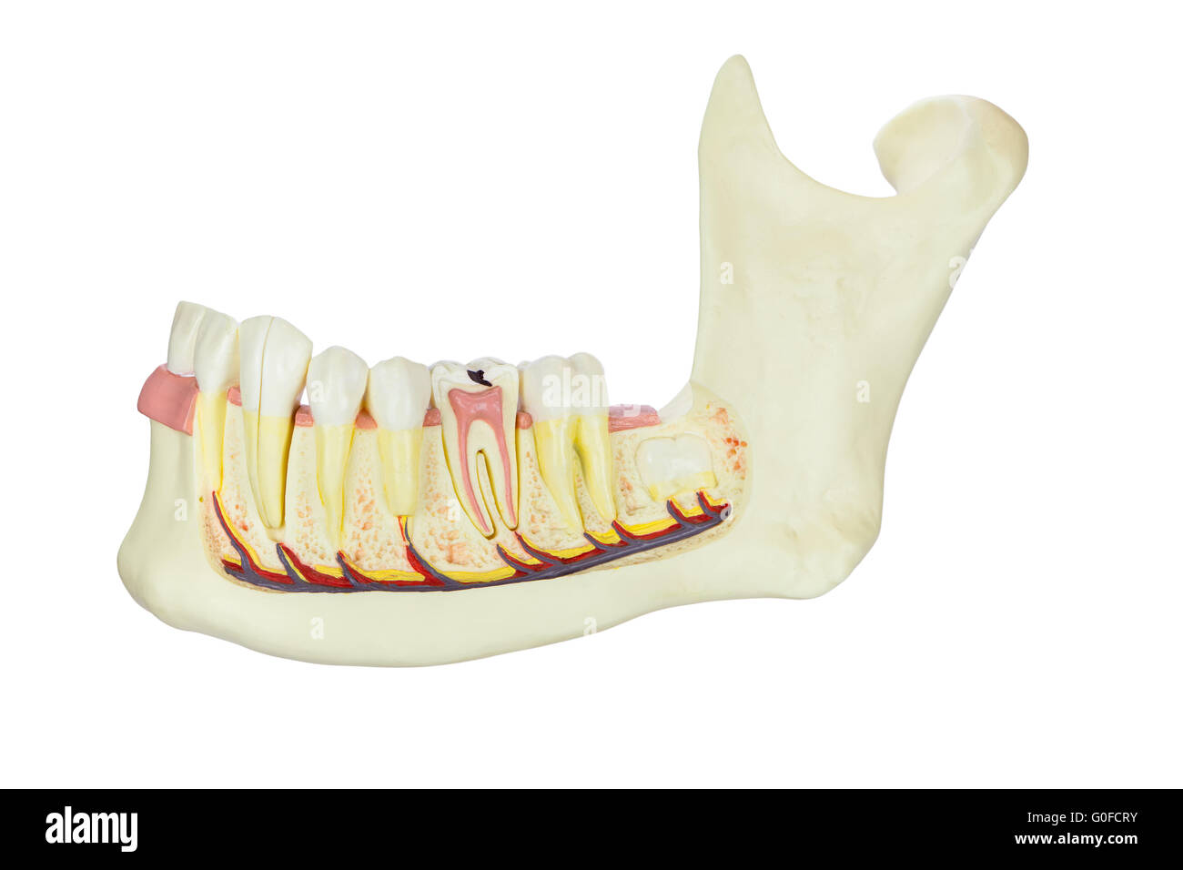Modell menschliche Kieferknochen mit Zähnen isoliert auf weißem Hintergrund Stockfoto