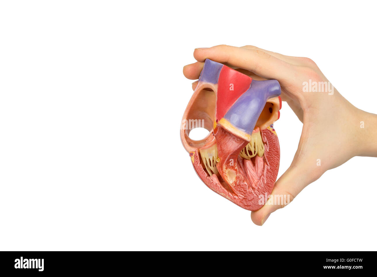 Hand, die offene Menschenherz Modell auf weiß Stockfoto