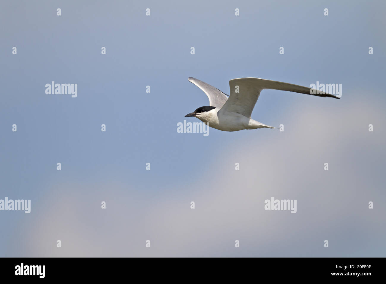 Möwe-billed Tern brütet in Kolonien Stockfoto