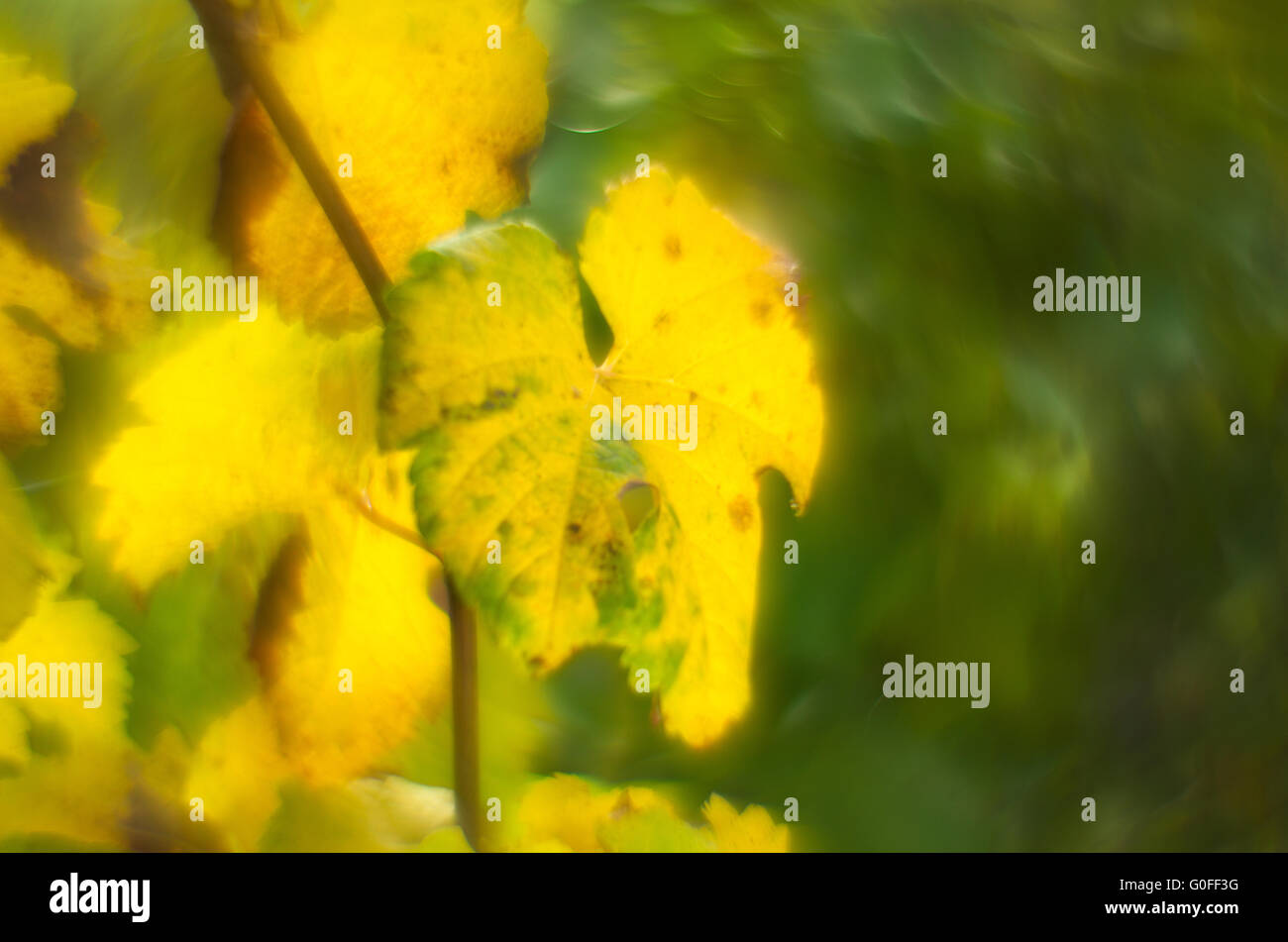 Weinblatt Stockfoto
