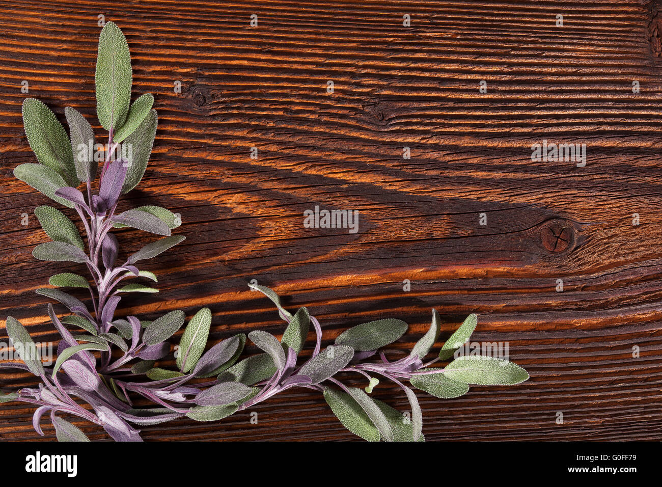 Salbei Kraut auf braunen Holz rustikal Hintergrund mit Textfreiraum. Alternative Kräutermedizin Hintergrund mit Textfreiraum. Stockfoto