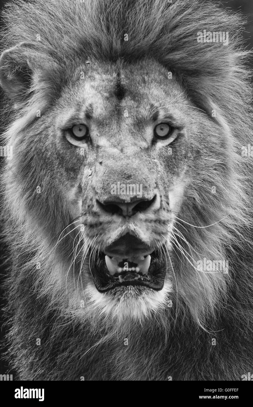 Porträt eines Löwen im Krüger-Nationalpark Stockfoto