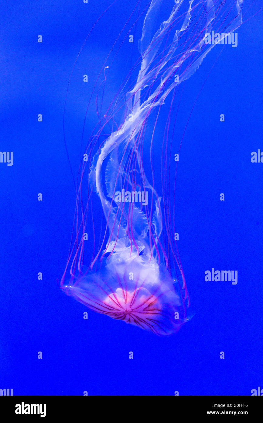 braune-qualle-fotos-und-bildmaterial-in-hoher-aufl-sung-alamy