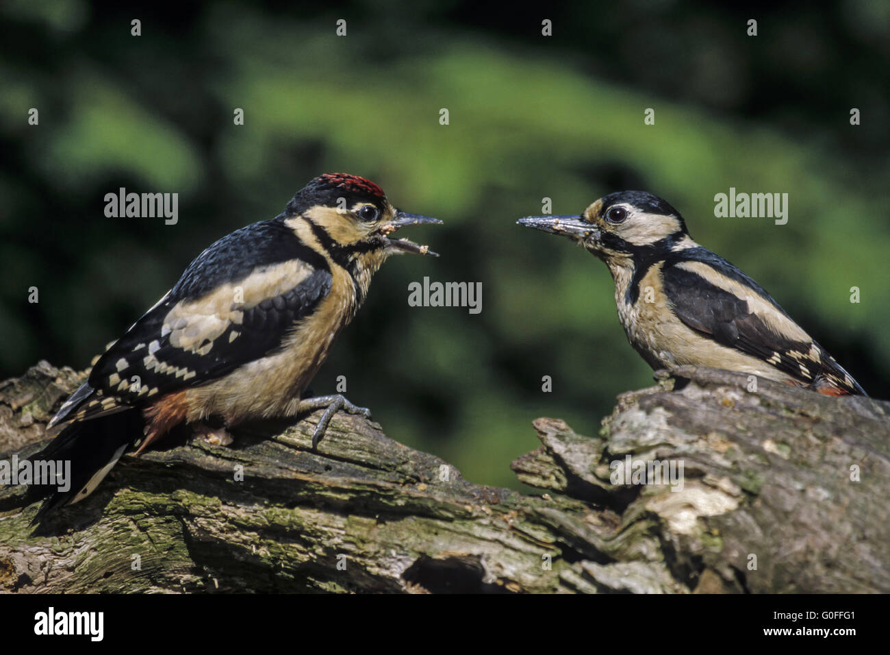 Buntspecht das Nest Loch wird nicht mehr verwendet. Stockfoto