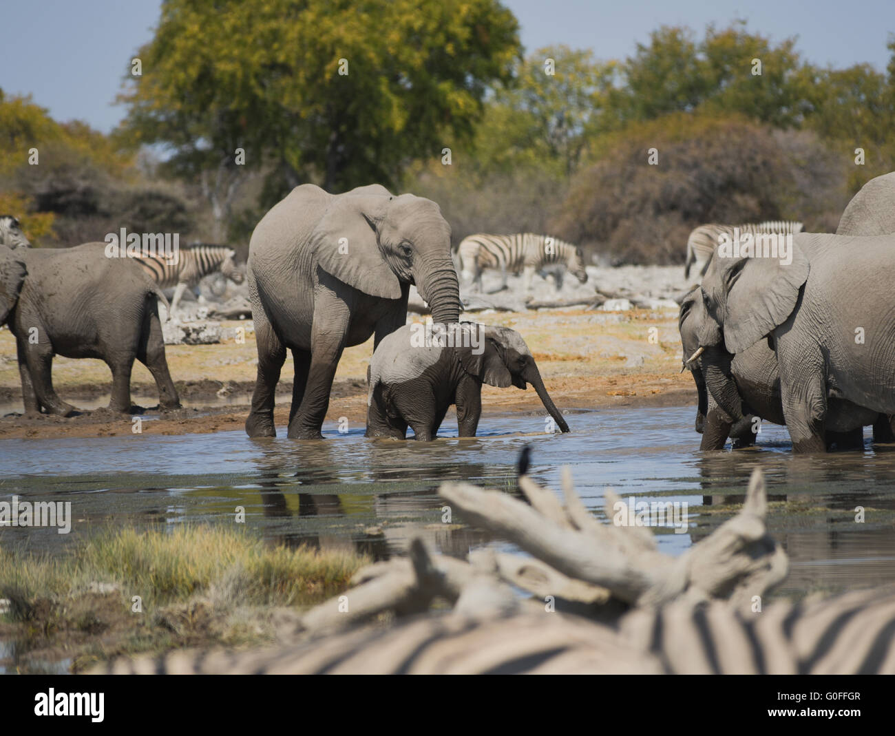 Herde von Elefanten in der Savanne des Etosha National Park Stockfoto