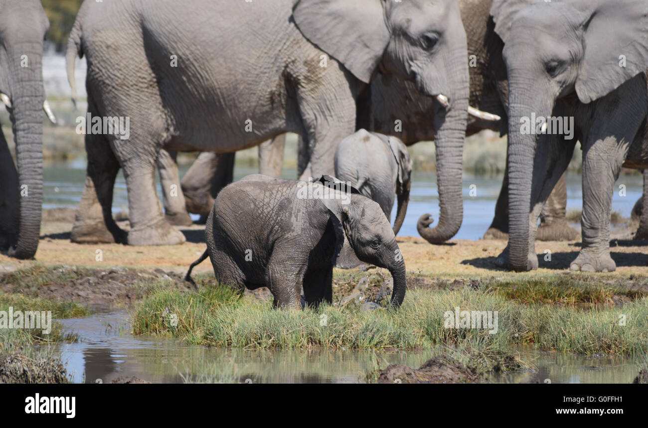 Herde von Elefanten Stockfoto