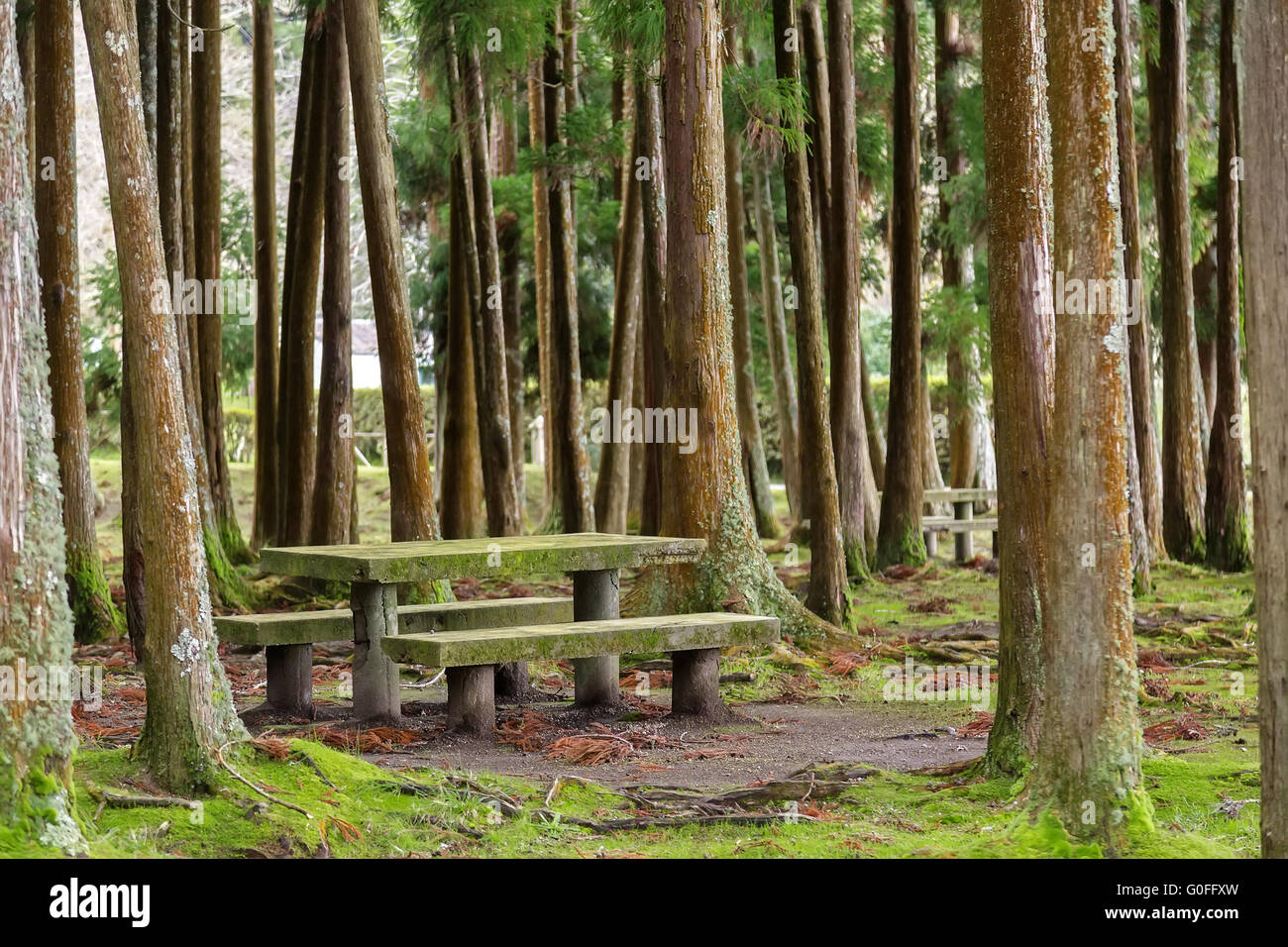 Rastplatz im Wald mit Tisch und Bänken Stockfoto