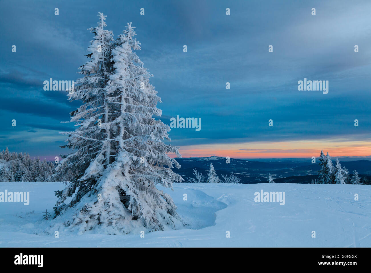 Schneebedeckte Bäume Stockfoto