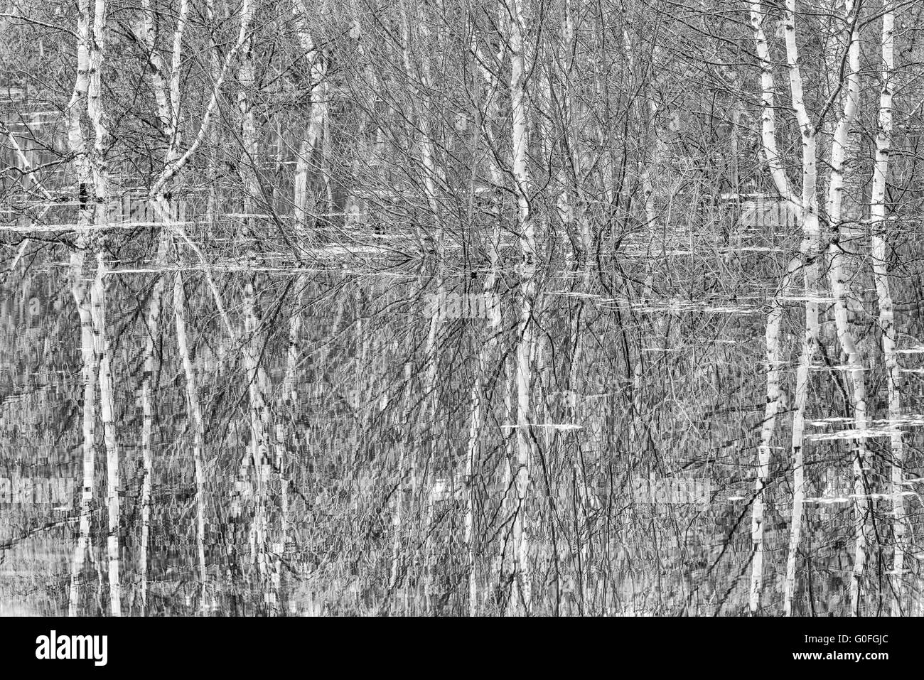 Birken im Wasser, Lappland, Schweden Stockfoto