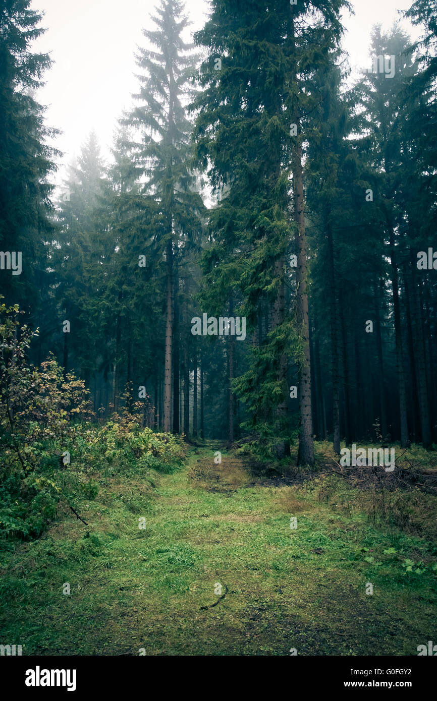 Morgen-Stimmung im Wald VII Stockfoto