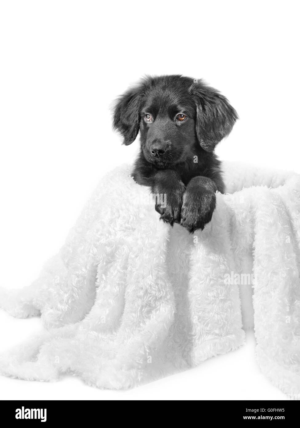 Schöne schwarze farbige niedlichen Welpen HOVAWART auf weißem Hintergrund Stockfoto
