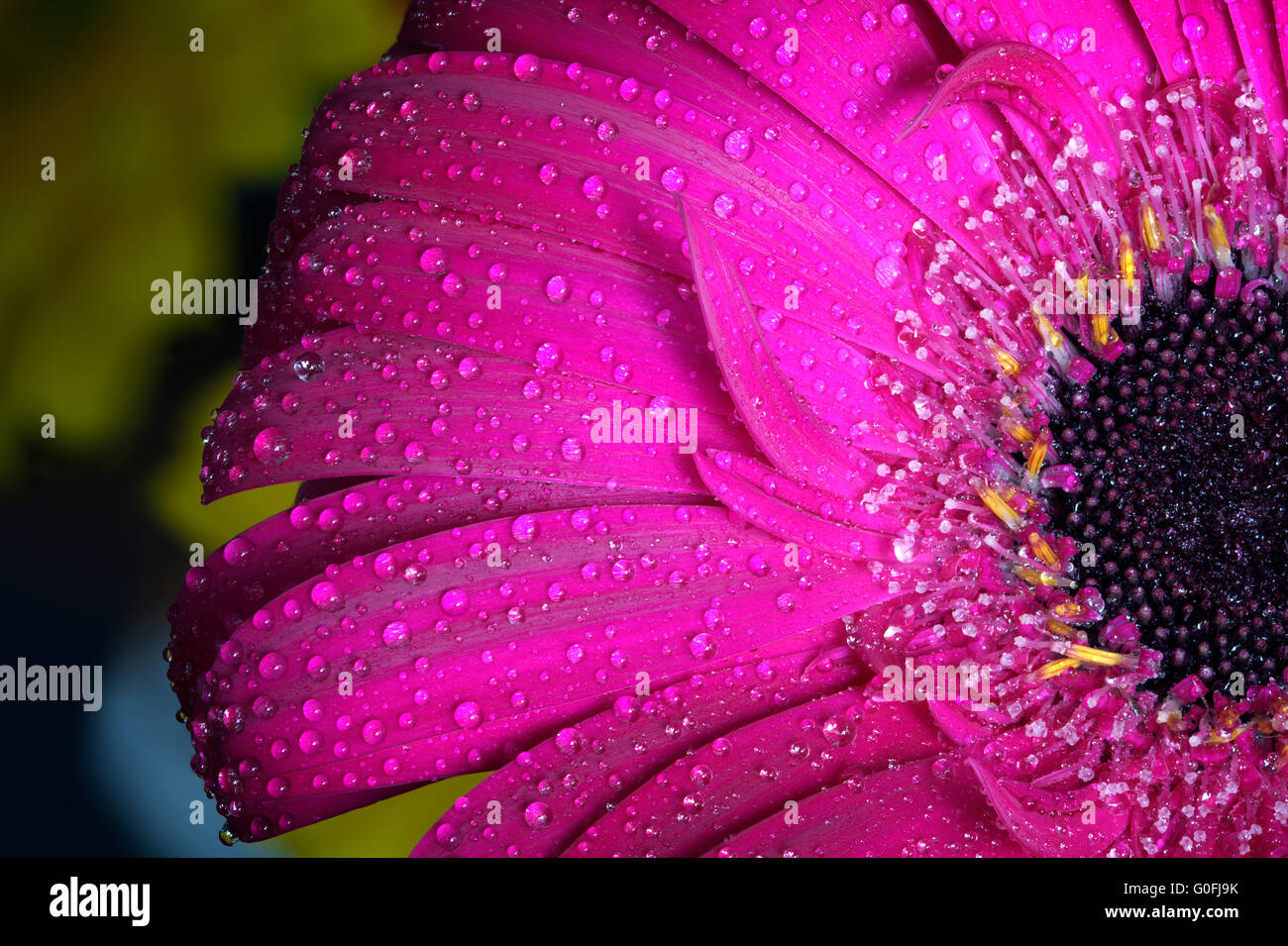 Frisches nass Gerbera Blume Nahaufnahme im Frühjahr. Ideal als Hintergrund oder Grußkarten zum Valentinstag Stockfoto